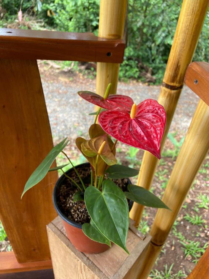 Gambas Lodge La Fortuna Εξωτερικό φωτογραφία